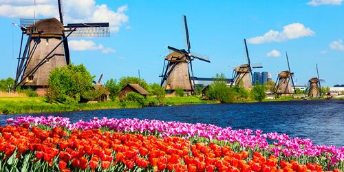 Wind mills behind a field of tulips